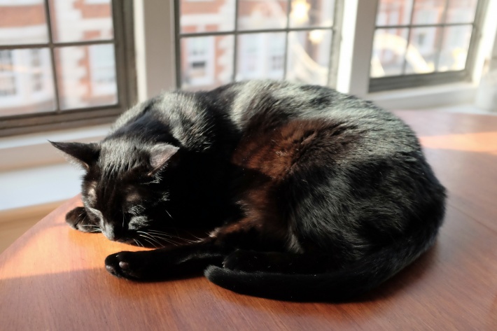 Mike and Jeanette’s cat